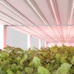 Светодиодная лента Arlight FITOLUX-A66-8mm 24V Red660 (11 W/m, IP20, 5m) 045214