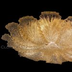 Потолочная люстра Cloyd Herbary 11308