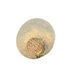 Настенный светильник Aployt Eugenia APL.336.11.07